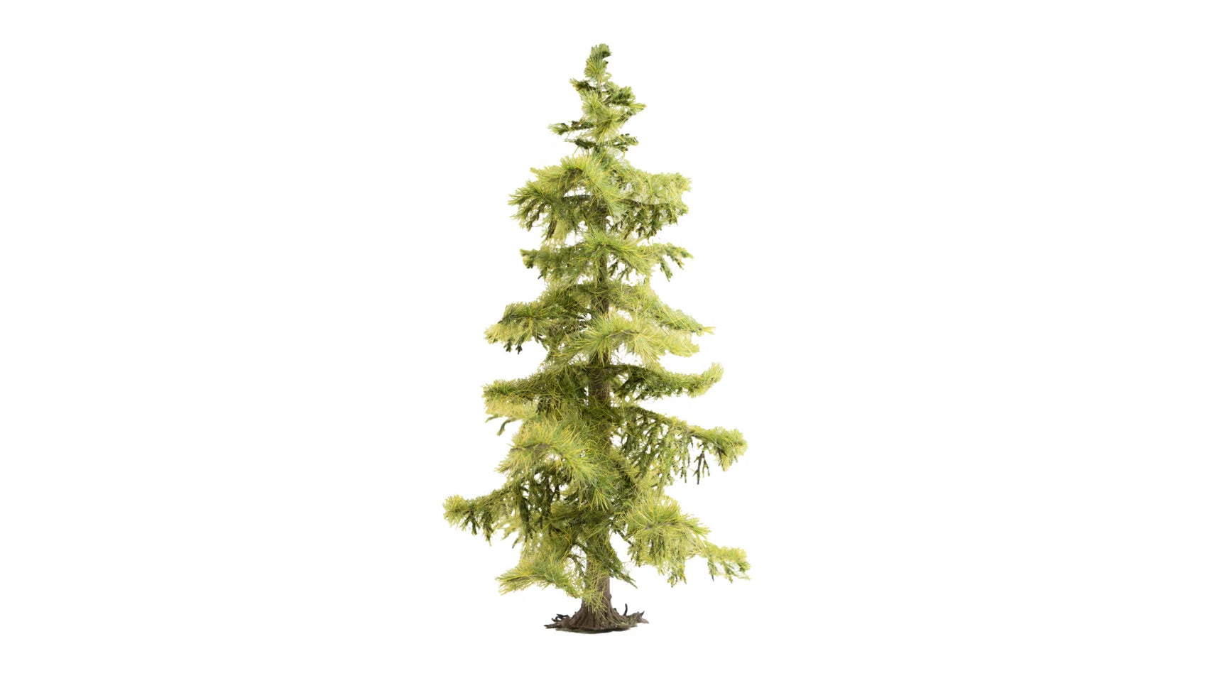 Arvore Abeto 14,5Cm
